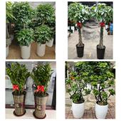 发财树招财树送朋友公司开业伊春乌马河汤旺河带岭乌伊岭同城花店