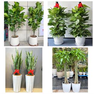 西双版纳州景洪市勐海勐腊县同城花店乔迁入新居开业绿植送发财树