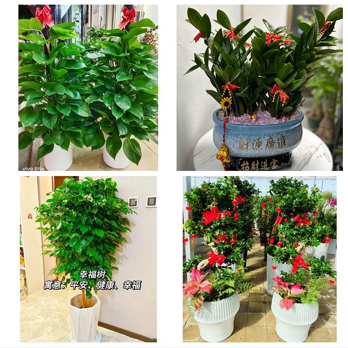 榆林市靖边定边绥德县米脂县同城花卉店朋友公司开业乔迁送发财树