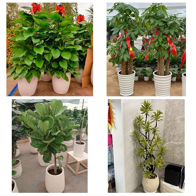 发财树绿萝柱送朋友公司开业送深圳市光明新区公明龙华镇同城花店