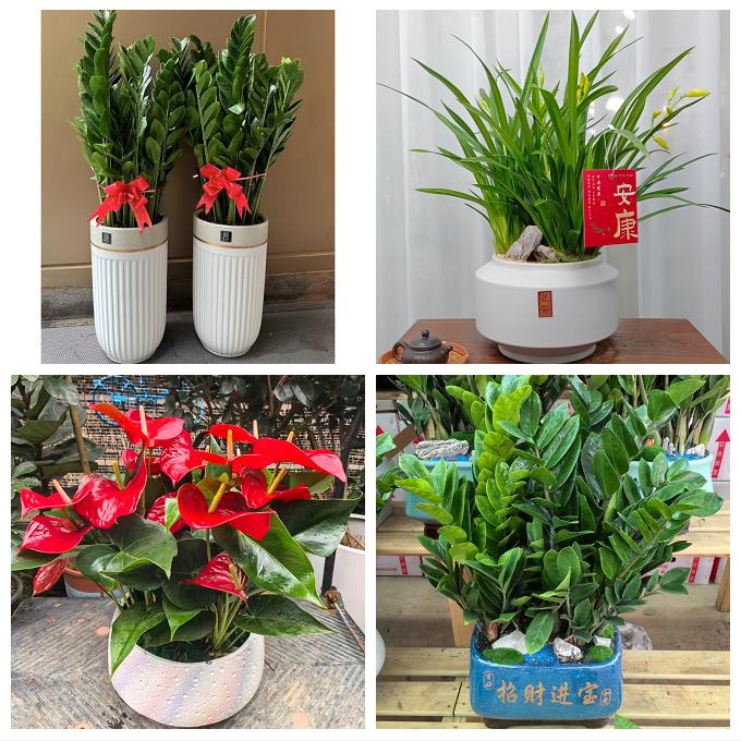 湘潭市雨湖岳塘区九华湘潭县同城绿植花卉送发财树绿萝柱公司开业