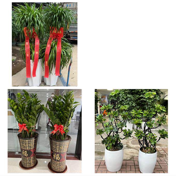 发财树招财树送朋友公司开业吉林昌邑龙潭船营丰满区永吉同城花店