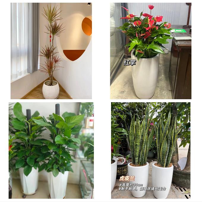 山西晋中市榆次区榆社县左权县同城花店送发财树公司店铺开业绿植