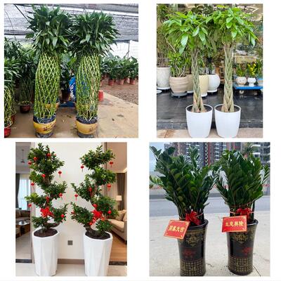 送六安市金安区裕安区叶集区同城花店乔迁入新居开业绿植送发财树