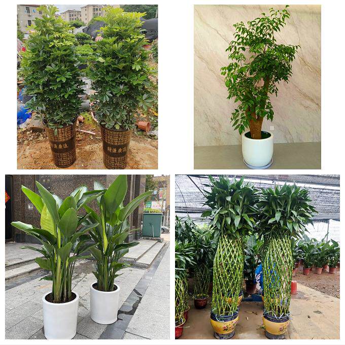 湘潭市雨湖岳塘区九华湘潭县同城花店乔迁入新居开业绿植送发财树