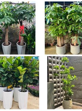 送上海市黄浦区豫园街老西门同城鲜花店配送开业绿植发财树天堂鸟