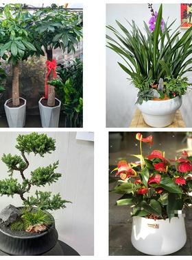 送黑河市爱辉区嫩江县逊克县同城鲜花店配送开业绿植发财树天堂鸟