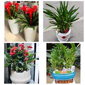 发财树招财树送朋友公司开业日照市东港岚山区五莲县莒县同城花店