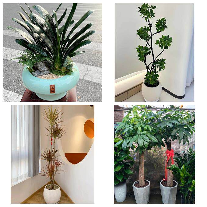 南通市如东启东如皋市海门市同城鲜花店配送开业绿植发财树天堂鸟