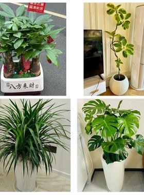 送北京市东城区天坛永定门外同城鲜花店配送开业绿植发财树天堂鸟