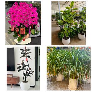 上饶市铅山横峰县弋阳余干县同城绿植花卉送发财树绿萝柱公司开业