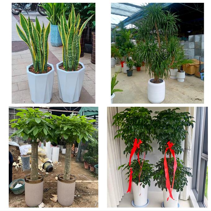 送漳州市芗城区龙文区云霄县同城绿植花卉送发财树绿萝柱公司开业