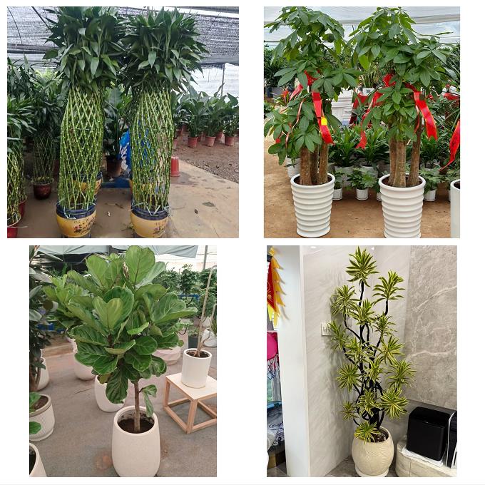 发财树绿萝柱送朋友公司开业上海市奉贤区南桥奉城庄行镇同城花店