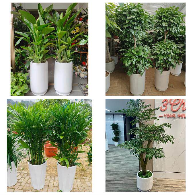 发财树招财树送朋友公司开业上海市松江区车墩新桥洞泾镇同城花店