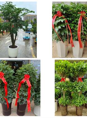 铁岭市昌图县调兵山市开原市同城绿植花卉送发财树绿萝柱公司开业
