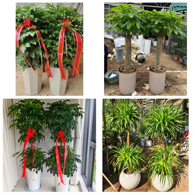 抚州市溪县资溪县东乡广昌县同城绿植花卉送发财树绿萝柱公司开业