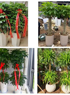 抚州市溪县资溪县东乡广昌县同城绿植花卉送发财树绿萝柱公司开业