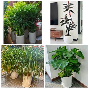 锦州市黑山县义县凌海北镇市同城绿植花卉送发财树绿萝柱公司开业