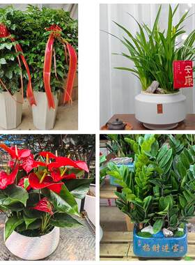 淄博市淄川张店博山区临淄区同城绿植花卉送发财树绿萝柱公司开业