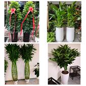 发财树招财树送朋友公司开业鹤壁鹤山山城淇滨区浚县淇县同城花店