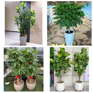 送汉中市镇巴县留坝县佛坪县同城花店乔迁入新居开业绿植送发财树