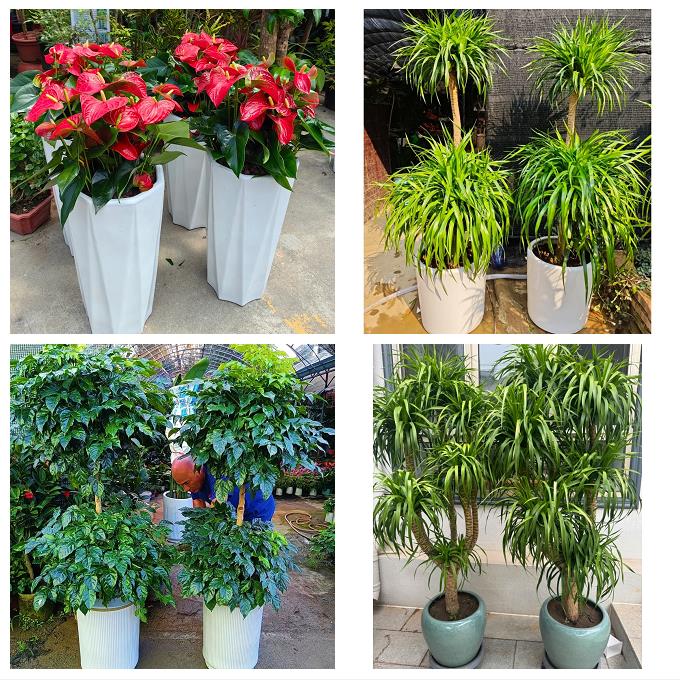 乌苏市额敏县阿勒泰市富蕴县同城绿植花店公司开业送发财树幸福树