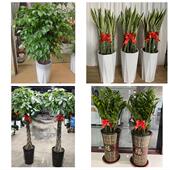 发财树招财树送朋友公司开业重庆市九龙坡区杨家坪黄桷坪同城花店