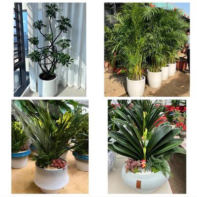 送西宁市大通县湟中县湟源县花店同城配送盆栽发财树开业入新居