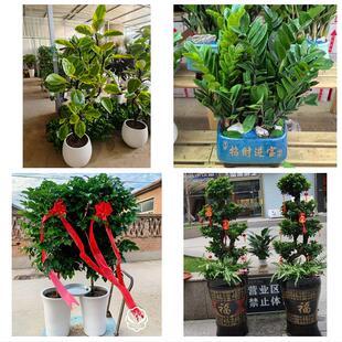 送来宾市武宣县金秀县合山市同城绿植花卉送发财树绿萝柱公司开业