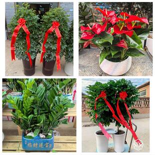 送洛阳市洛宁县伊川县偃师市同城绿植花卉送发财树绿萝柱公司开业