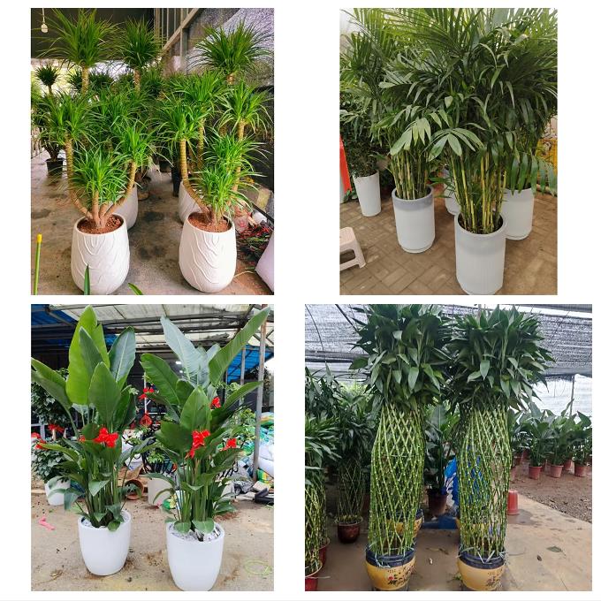 发财树绿萝柱送朋友公司开业送漳州市芗城区龙文区云霄县同城花店