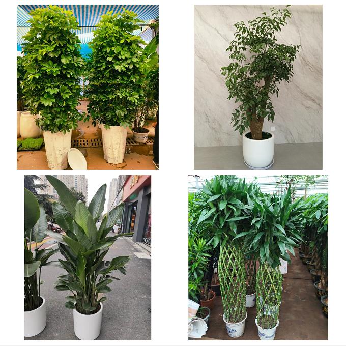 发财树鸭掌木朋友公司开业天津市河西区陈塘庄柳林东海同城花卉店
