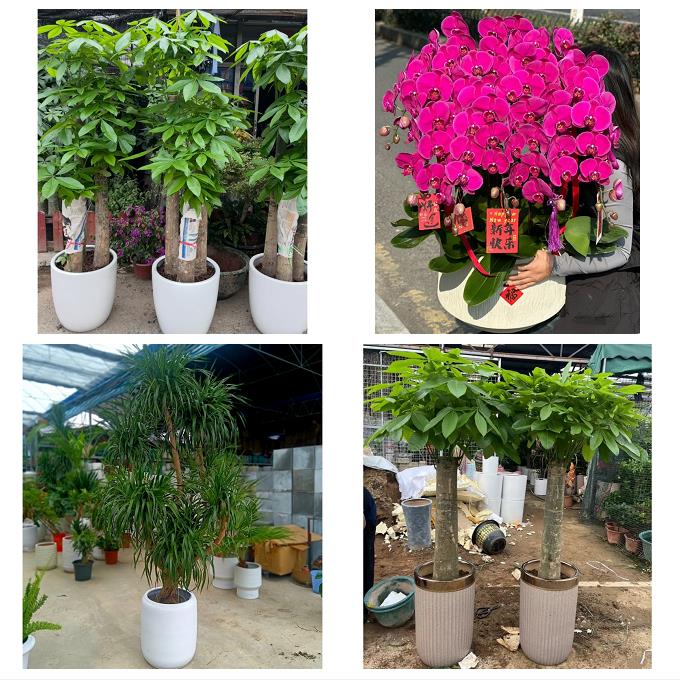 中卫市沙坡头区中宁县海原县同城绿植花卉送发财树绿萝柱公司开业