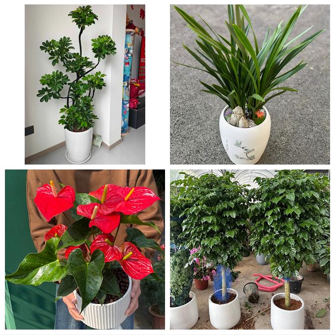 发财树绿萝柱送朋友公司开业唐山市曹妃甸区遵化市迁安市同城花店