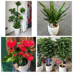 发财树绿萝柱送朋友公司开业唐山市曹妃甸区遵化市迁安市同城花店