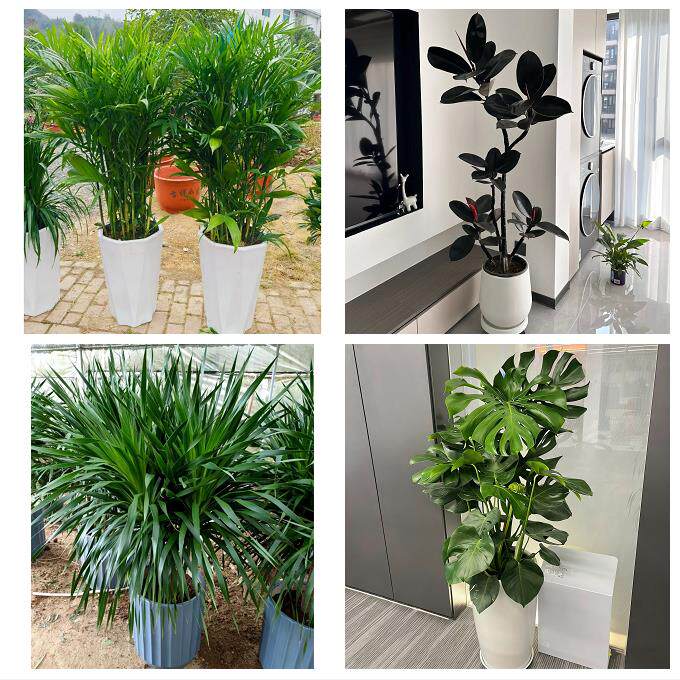 发财树招财树送朋友公司开业上海市普陀区长风新村长寿路同城花店