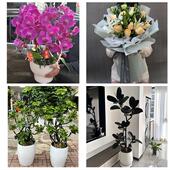 发财树招财树送朋友公司开业天津河北光复道望海楼鸿顺里同城花店