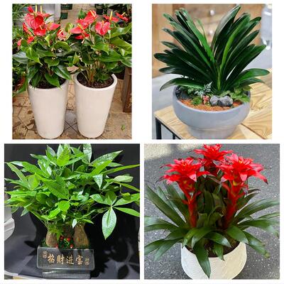 送安康市镇坪县旬阳县白河县同城花店乔迁入新居开业绿植送发财树