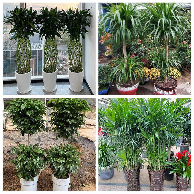 亳州市谯城区涡阳蒙城利辛县同城花店金钱发财树乔迁开业绿植盆栽