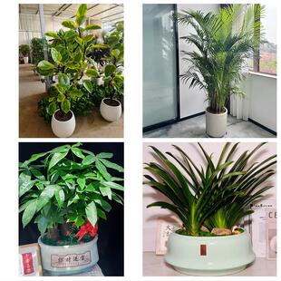 河池市凤山东兰县罗城环江县同城绿植花卉送发财树绿萝柱公司开业