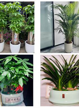巴彦淖尔市临河区五原磴口县同城绿植花卉送发财树绿萝柱公司开业