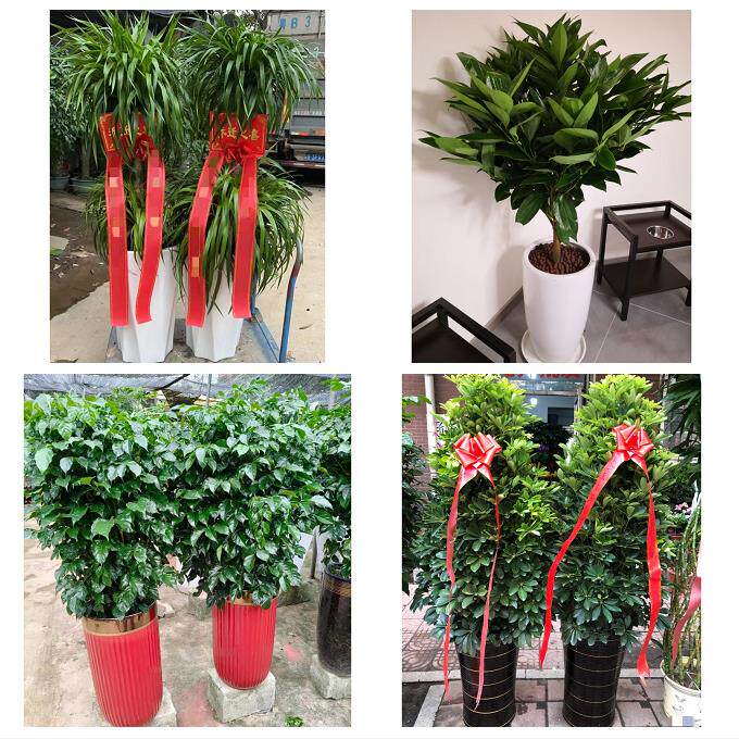 发财树招财树送朋友公司开业锦州市黑山县义县凌海北镇市同城花店