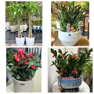 阿坝州汶川县理县茂县松潘县同城花卉店朋友公司开业乔迁送发财树