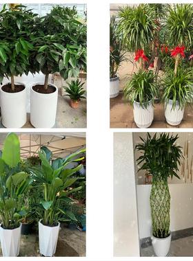 送平顶山市郏县舞钢市汝州市同城鲜花店配送开业绿植发财树天堂鸟