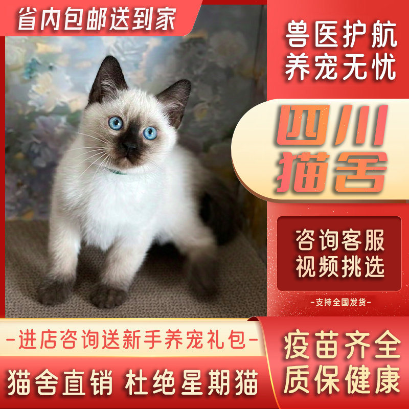 【四川猫舍】纯种暹罗猫幼猫海豹重点色暹罗幼猫大黑脸蓝眼猫咪