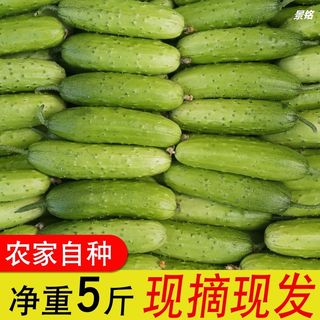 水果小黄瓜新鲜现摘山东旱黄瓜生吃蔬菜脆嫩青瓜5斤整箱包邮