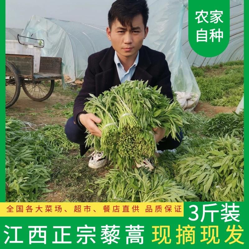 新鲜3斤新鲜藜蒿包邮 江西泥蒿芦蒿农家自种篱蒿5斤带叶去根黎蒿