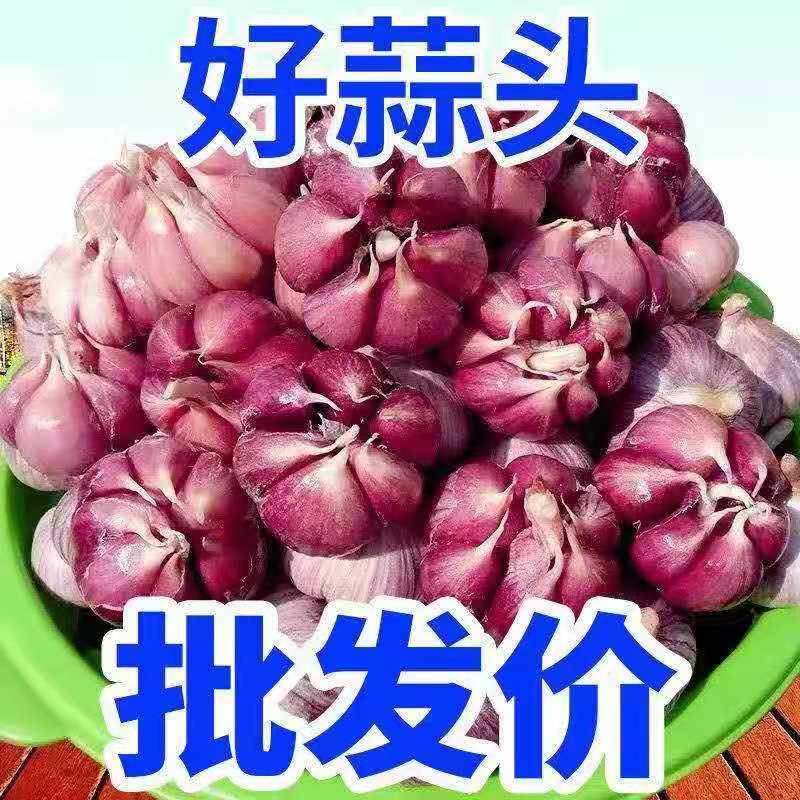 陕西农家自种现挖紫皮大蒜头干蒜瓣10斤紫红皮大蒜籽大蒜种鲜蒜头