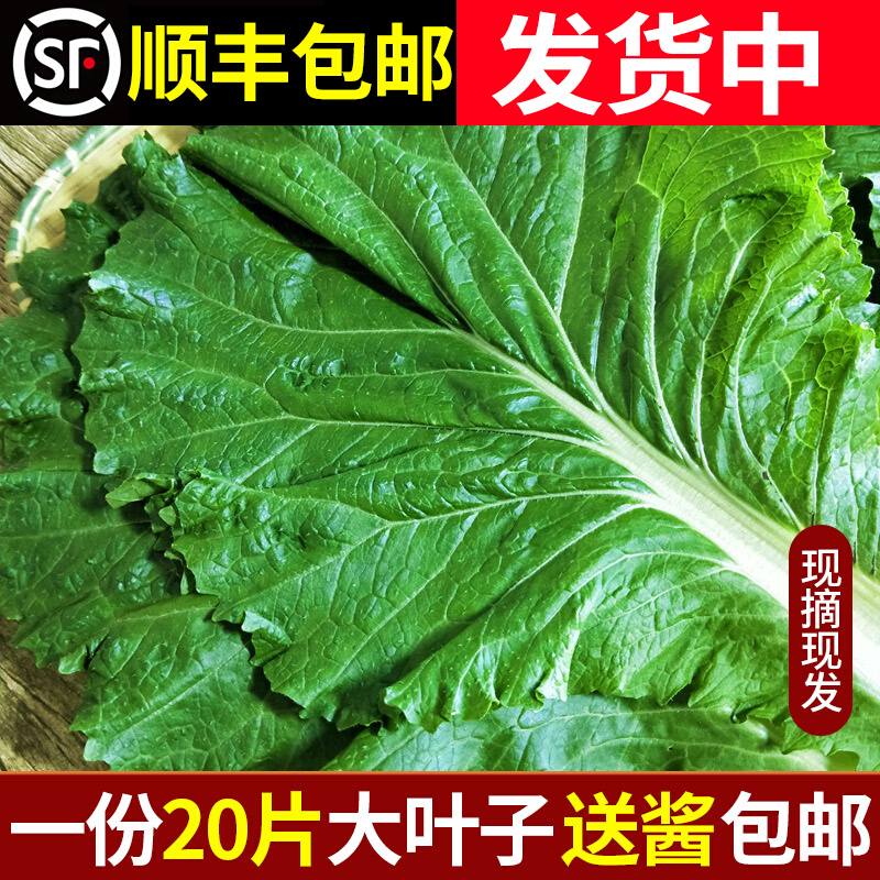 新鲜大白菜叶 东北农家蔬菜包饭包白菜叶子蘸酱菜现摘现发20个叶