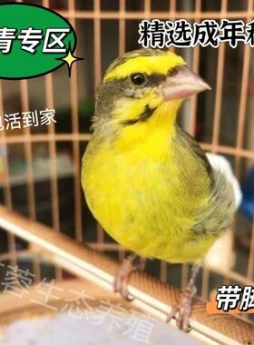 金青人工繁殖金青成年种鸟精品大通眉大金黄灰雁金青鸟一对纯种